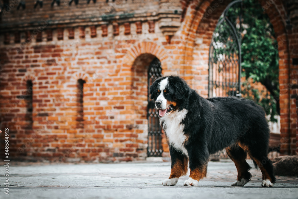 Bernese mountain dog posing outside. Green bernese portrait. Bernese mountain dog posing outside. Green bernese portrait.