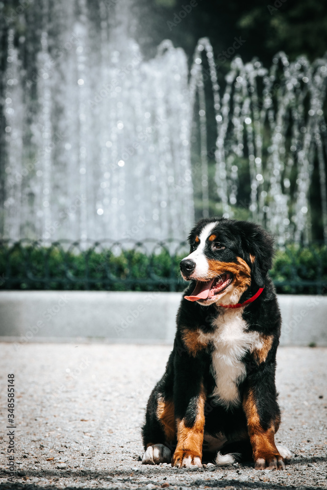Bernese mountain dog puppy outside. So cute and small bernese puppy. Bernese mountain dog puppy outside. So cute and small bernese puppy.