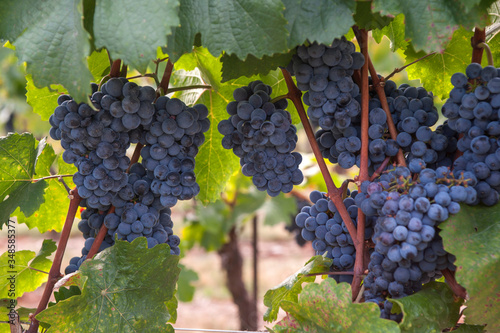 Photography Vitis vinifera, common grape vine