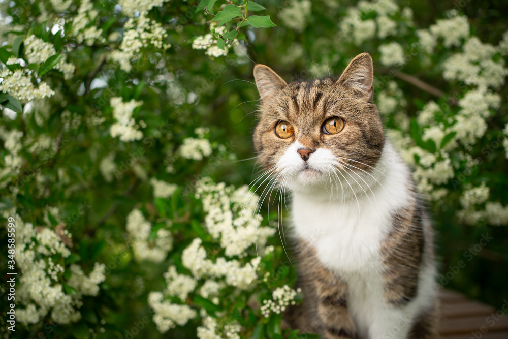 portrait of a beautiful tabby white british shorthair cat under a blossoming tree outdoors in springtime