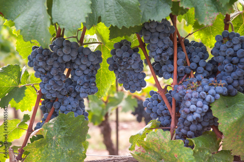 Photography Vitis vinifera, common grape vine