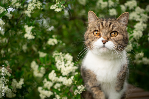 portrait of a beautiful tabby white british shorthair cat under a blossoming tree outdoors in springtime