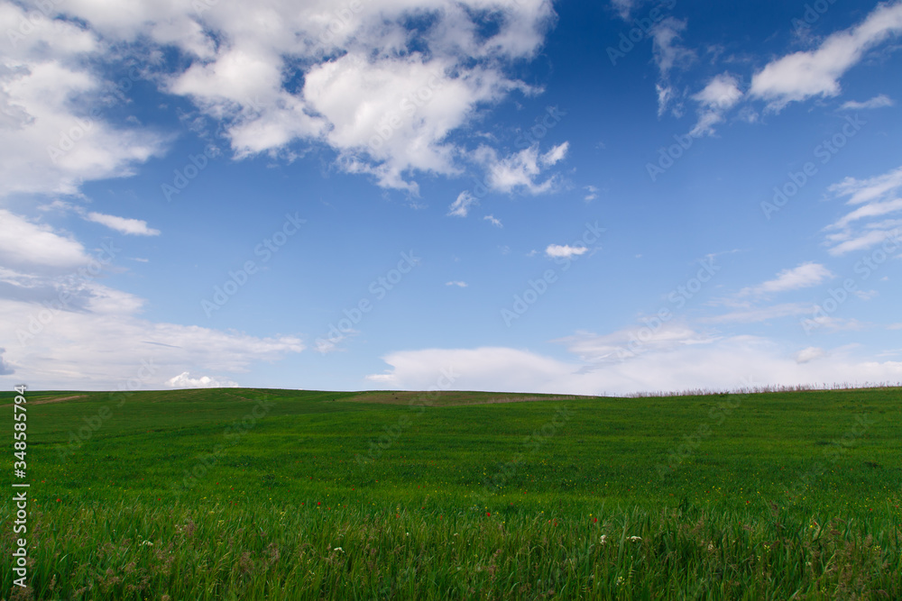 Cumulus clouds on a blue sky. Over the green field. Spring flowering grass. Summer natural background