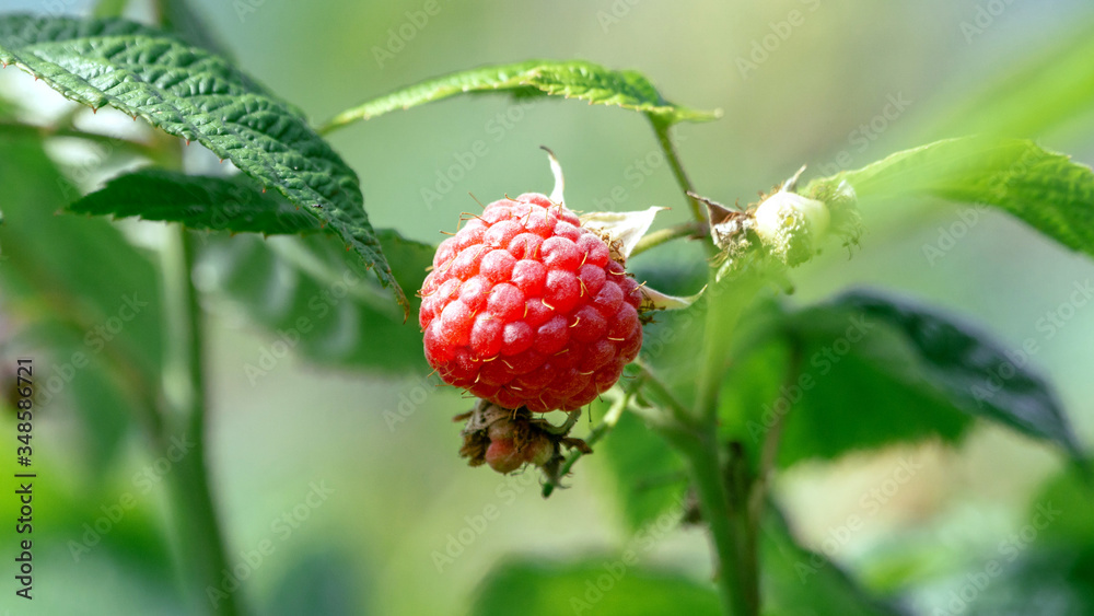 ripe raspberry berry hanging on a branch ripe raspberry berry hanging on a branch