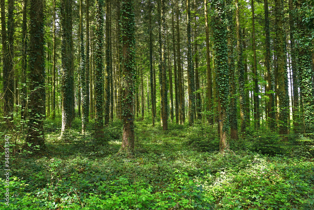 Fichtenwald mit Efeubewachsenen Bäumen