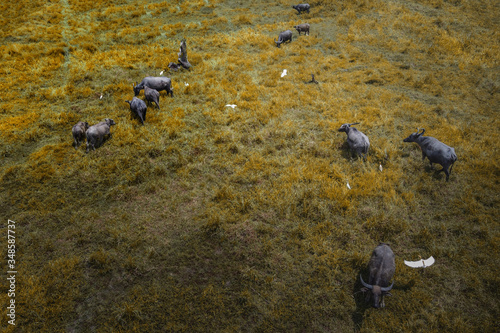 Canvas Print Aerial shot of a buffalo and birds at wild by drone