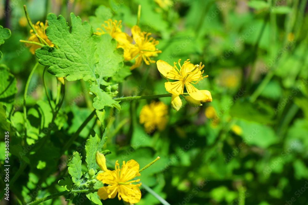 Gorgeous chelidonium forest, yellow celandine flowers growing in the courtyard of the house. Gorgeous chelidonium forest, yellow celandine flowers growing in the courtyard of the house.