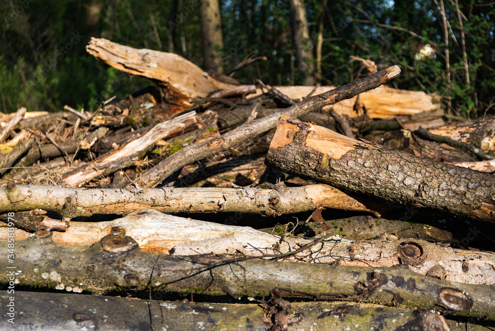 Tree logs lying on the ground in forest Tree logs lying on the ground in forest