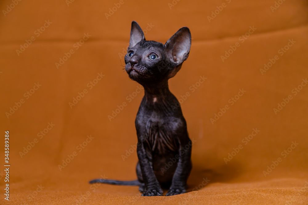 Cornish Rex kitten black on a brown background