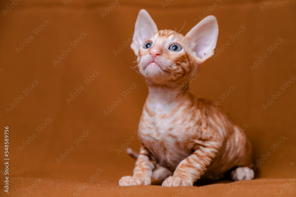Cornish Rex kitten red on a brown background