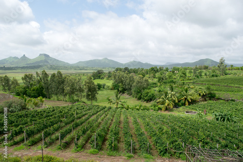 Vineyards of Nashik in India