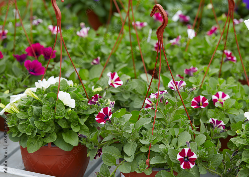 potted petunia flowers in flower market