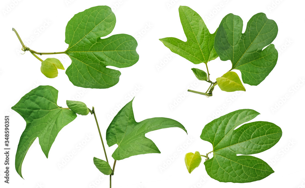 Beautiful Gac leaves isolated on white background Beautiful Gac leaves isolated on white background