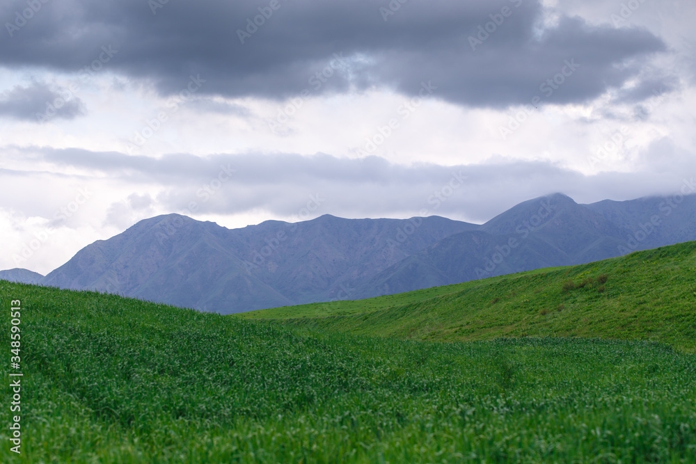Fototapeta premium Cumulus clouds on a blue sky. Over the green field. Spring flowering grass. Summer natural background