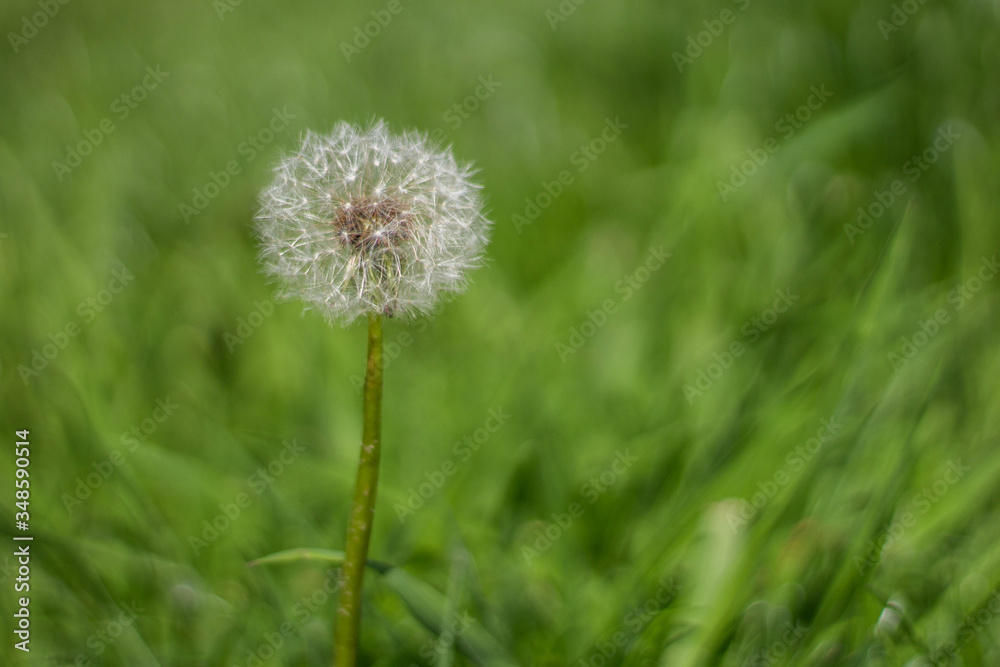 Pusteblume Pusteblume