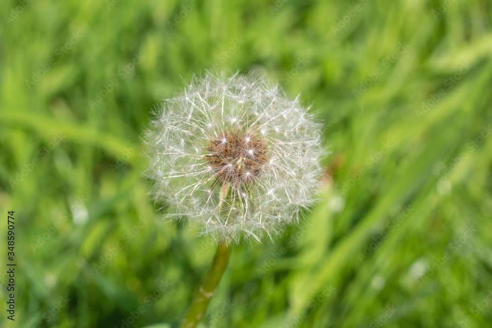 Pusteblume Pusteblume