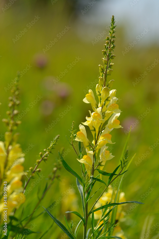 Fototapeta premium Gewöhnliches Leinkraut ( Linaria vulgaris )