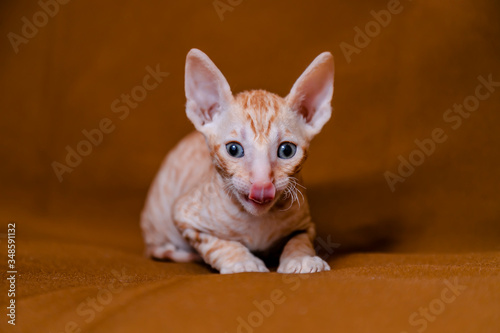 Cornish Rex kitten is red on a brown background.