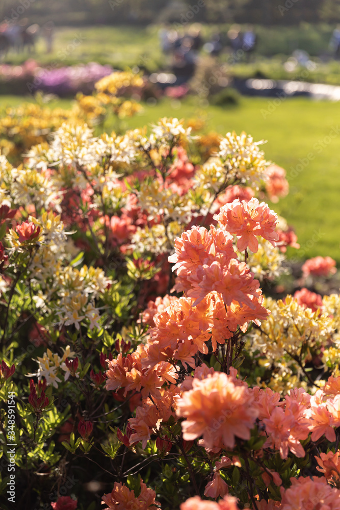 Obraz premium Bush of delicate orange flowers of azalea