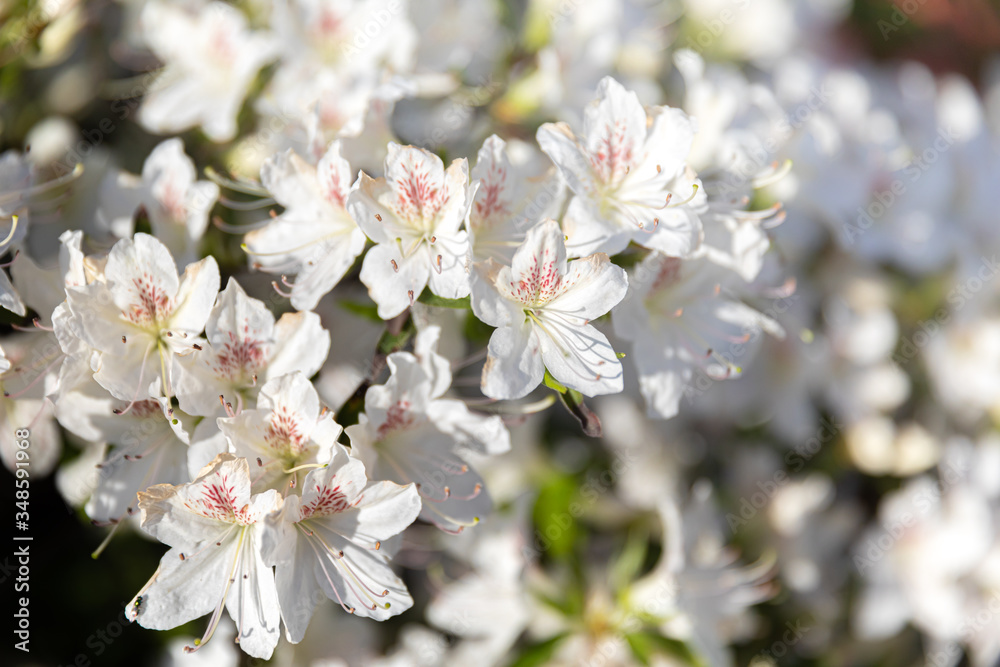 White flowers of azalea