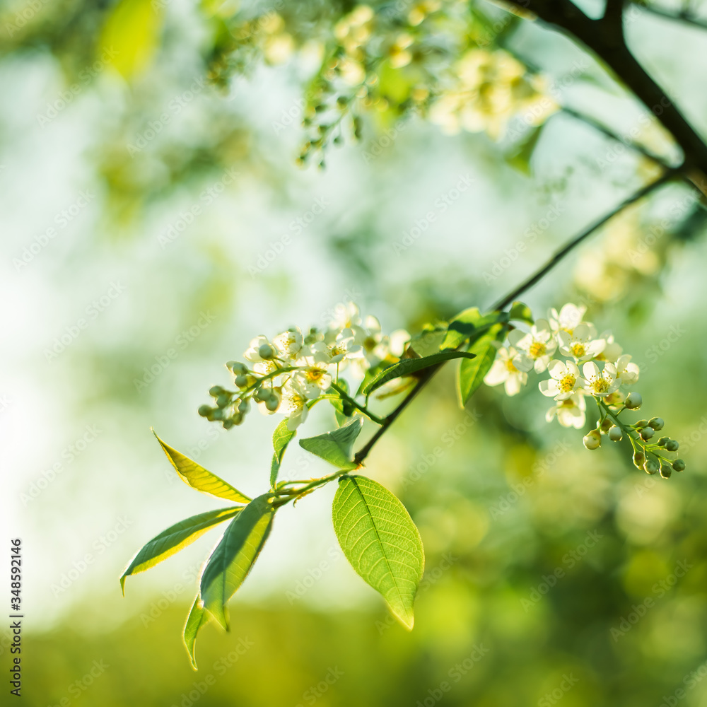 Bird cherry flowers in sunny day, close-up