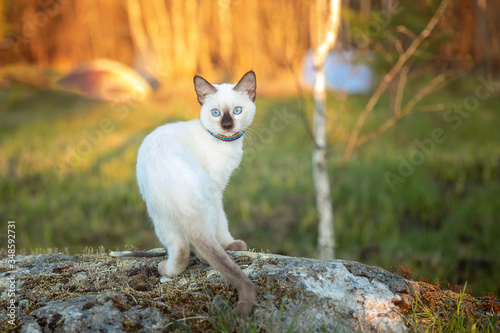 A Siamese cat sits on a rock. Spring, sun, the lake. © Светлана Федоренко