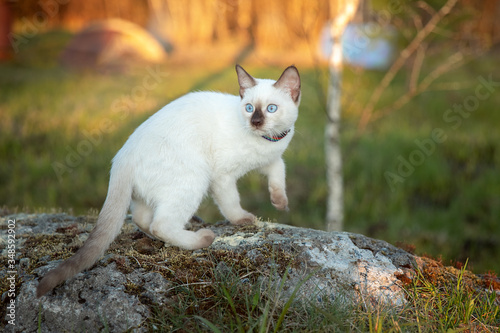 A Siamese cat sits on a rock. Spring  sun  the lake.