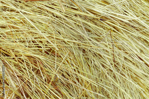 hay