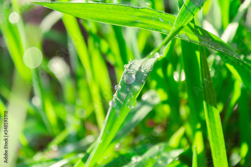 raindrops on grass