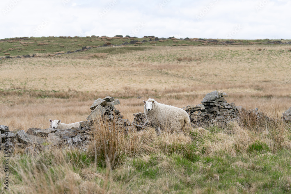Fototapeta premium Sheep in the Countryside