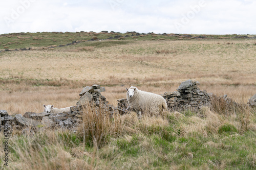 Sheep in the Countryside © MarkStinchon