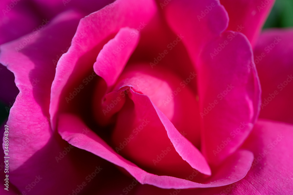Rose Rose