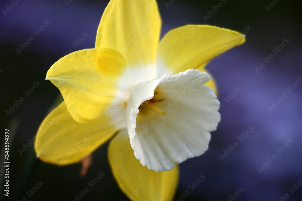 Single flower of a narcissus with yellow petals and a white crown lit with the evening sun. Single flower of a narcissus with yellow petals and a white crown lit with the evening sun.