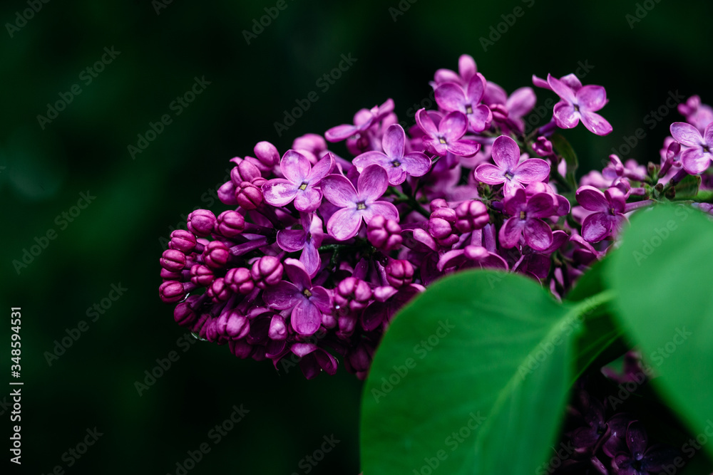 Lilac branch in the spring garden Lilac branch in the spring garden