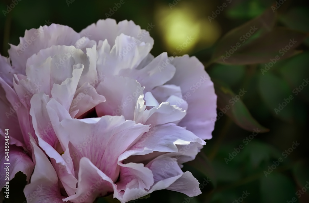 Pink peony flower close-up in the garden.Dark photo vintage style