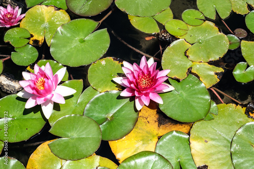 Pink waterlily in a pond