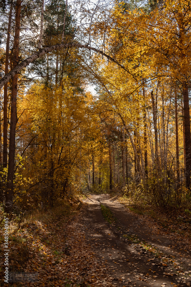 Yellow autumn forest in Russia