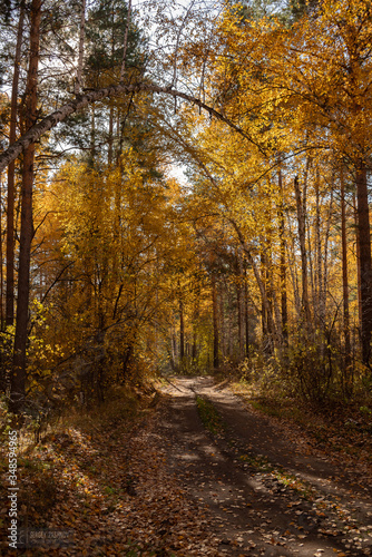 Yellow autumn forest in Russia © littleboy72