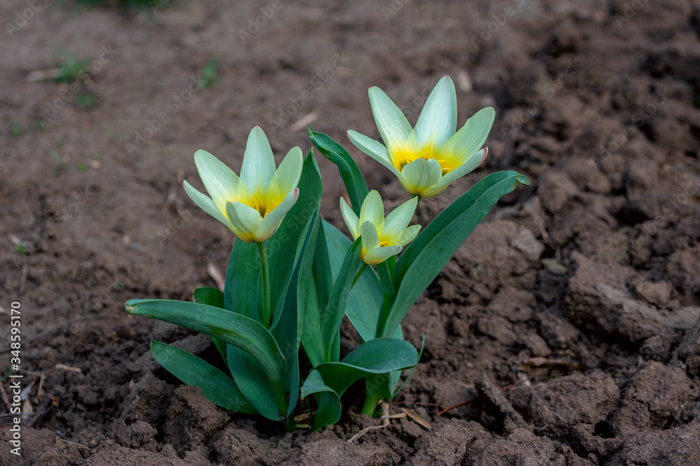 Fototapeta premium View of beautiful yellow Tulipa kaufmanniana, growing on the meadow. Spring blooming nature. 