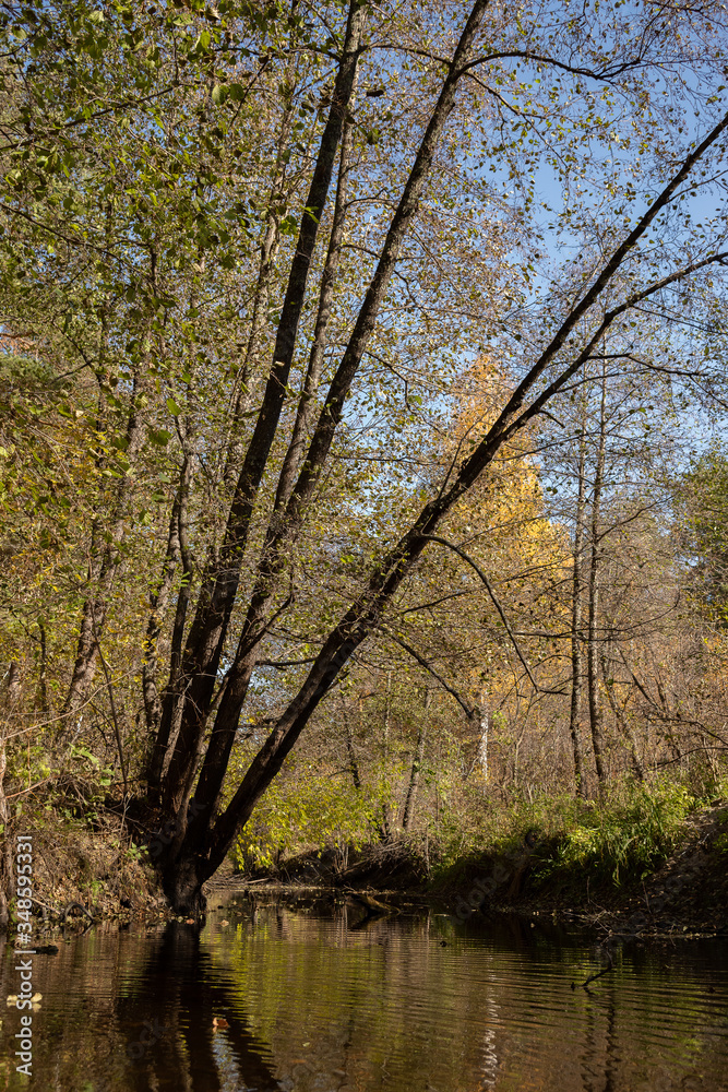 Fototapeta premium Yellow autumn forest in Russia