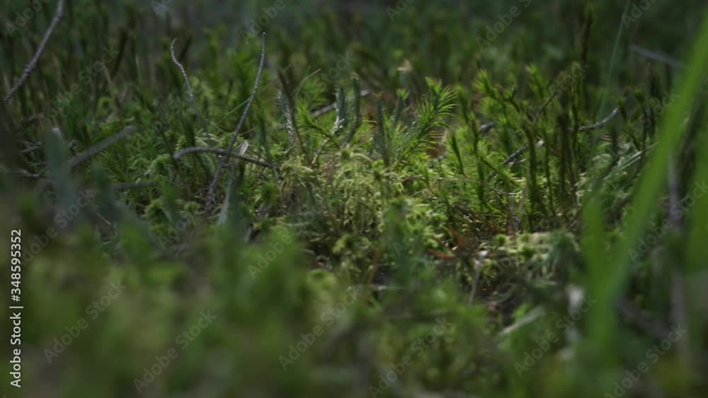 Spring in the forest. Juicy green grass and moss are blooming in the morning sun rays. Close up of plants. 4k footage. Polish woods, lower Silesia. Spring in the forest. Juicy green grass and moss are blooming in the morning sun rays. Close up of plants. 4k footage. Polish woods, lower Silesia.