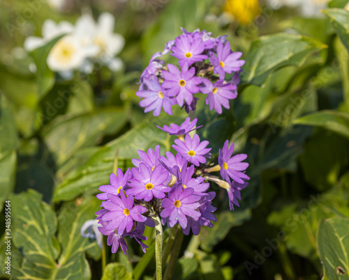 Lila Frühlingsanemone im Frühjahr im Park