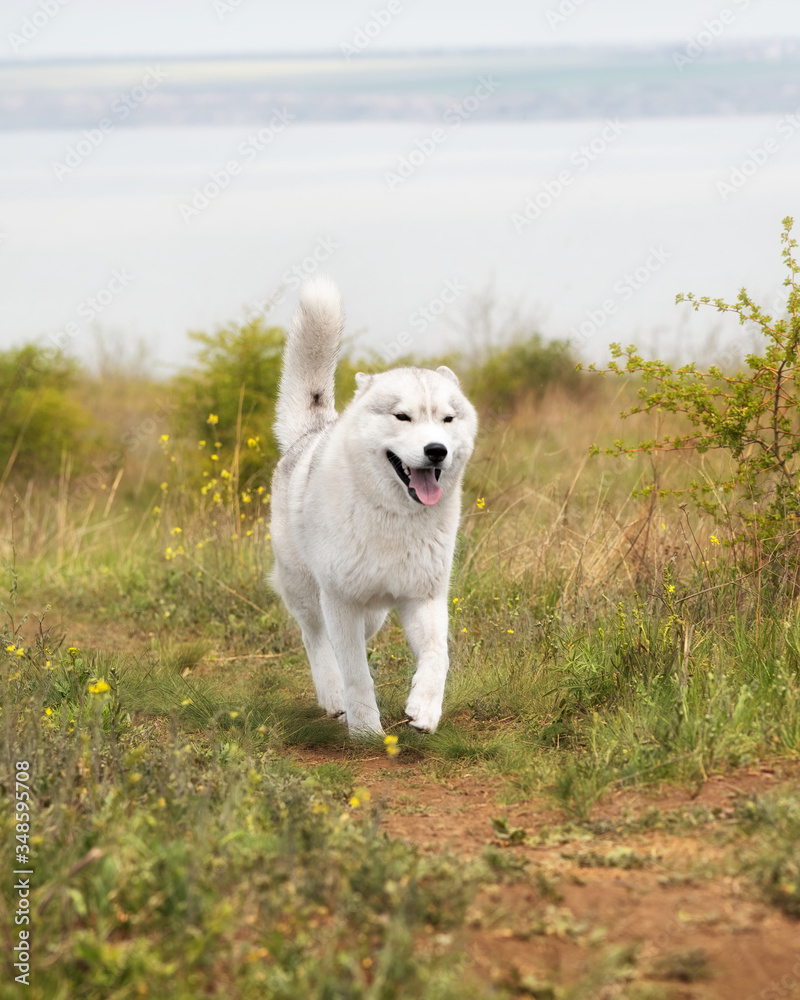 A happy young grey and white Siberian husky male dog with brown eyes. He is running at river coast. There is a lot of greenery, yellow flowers around him. The sky is grey. A happy young grey and white Siberian husky male dog with brown eyes. He is running at river coast. There is a lot of greenery, yellow flowers around him. The sky is grey.