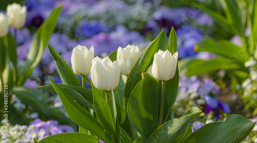 Schilderij op canvas Weiße Tulpen im Frühjahr im Park