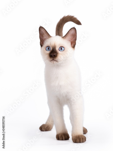 the Siamese kitten is standing. isolation on a white background.