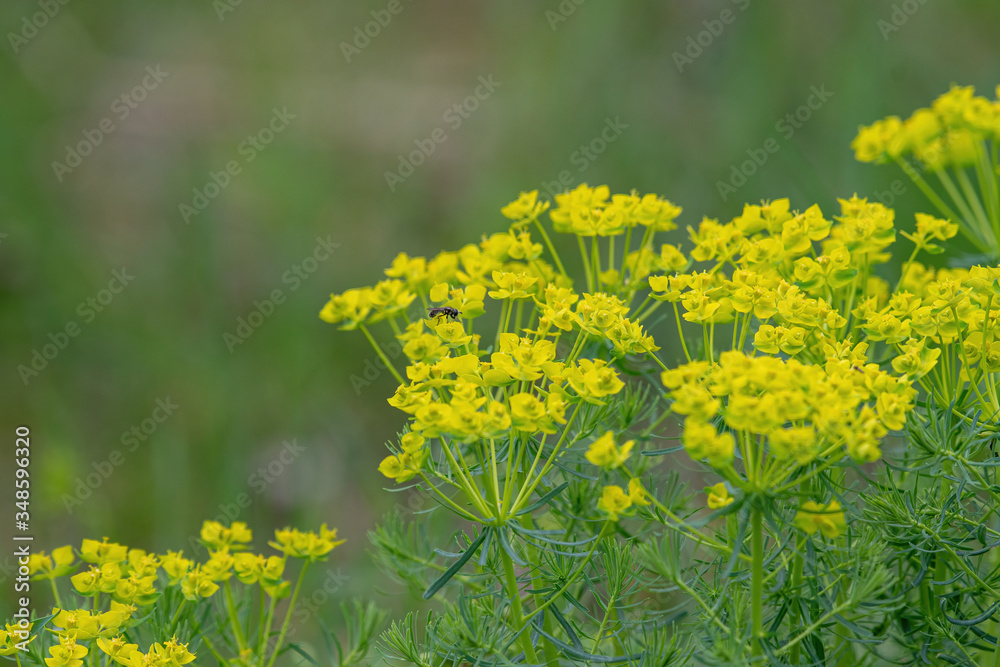 Fototapeta premium Common yellow lime green Euphorbia cyparissias the cypress spurge