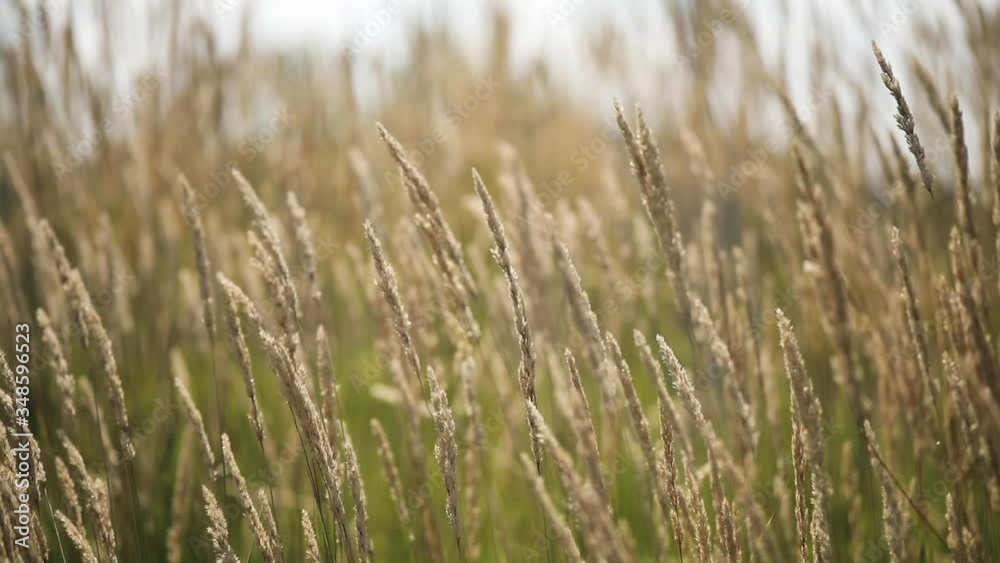 Stale grass on the field. Beautiful spikelets of a plant in the wild. Sunny summer day. Screensaver for the desktop. Stale grass on the field. Beautiful spikelets of a plant in the wild. Sunny summer day. Screensaver for the desktop.