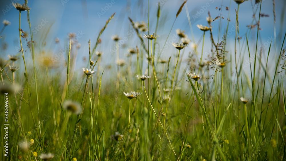 In the meadow, immersion in the middle of the Daisies
In the meadow, immersion in the middle of the Daisies