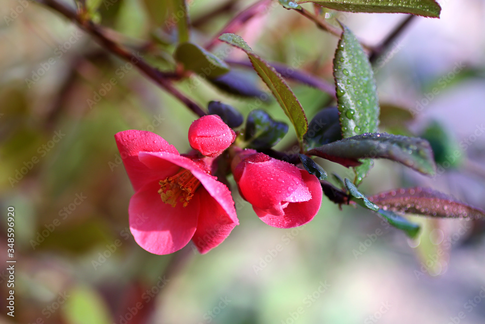 Spring flowers with dew on them.Low key photography.Fresh foliage and beautiful flowers outdoor. Spring flowers with dew on them.Low key photography.Fresh foliage and beautiful flowers outdoor.