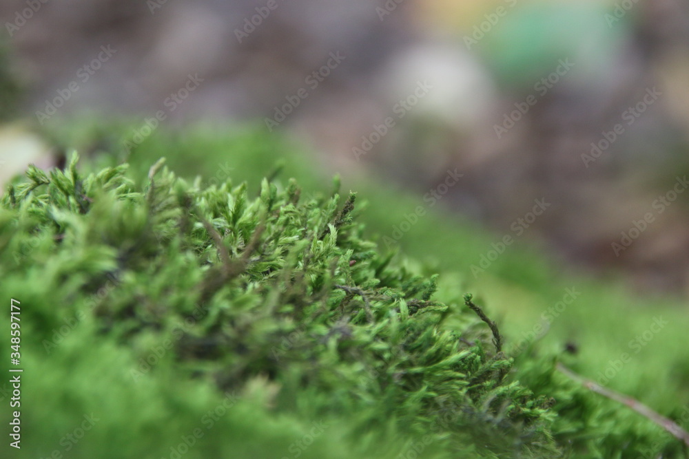 Closeup on moss in forest, nature idea Closeup on moss in forest, nature idea